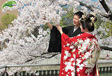 Du lịch Nhật Bản đến Kyoto ngắm hoa anh đào
