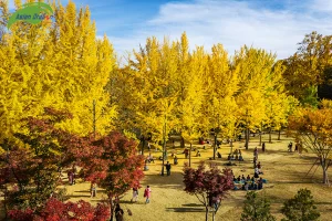 Hướng dẫn viên tiết lộ mẹo săn ảnh đẹp mùa lá vàng Hàn Quốc