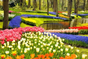 Một lần đến Hà Lan ngắm hoa tulip rực rỡ