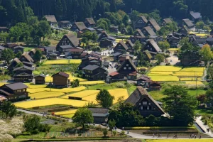 Shirakawa-go: Làng Cổ Tích Giữa Núi Rừng Nhật Bản