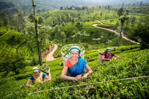 Những trải nghiệm nên thử khi du lịch Sri Lanka