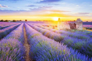 Đi tìm giấc mơ màu tím Lavender