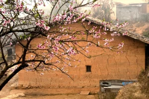 Mùa hoa đào khoe sắc ở Hà Giang
