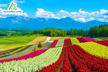 TOUR NHẬT BẢN: THIÊN ĐƯỜNG PHƯƠNG BẮC HOKKAIDO 7 NGÀY 6 ĐÊM