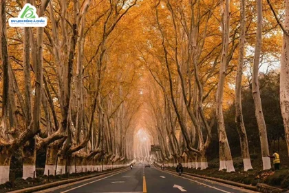 TOUR TRUNG QUỐC: NAM KINH - THƯỢNG HẢI - HÀNG CHÂU - Ô TRẤN 5 NGÀY 5 ĐÊM