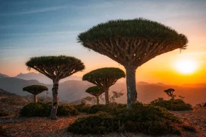 SOCOTRA - "HÀNH TINH KHÁC" GIỮA BIỂN Ả RẬP KHIẾN THẾ GIỚI NGỠ NGÀNG
