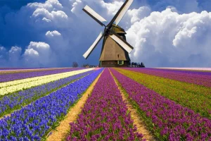 Nguồn gốc hoa tulip và sự nổi tiếng ở Hà Lan
