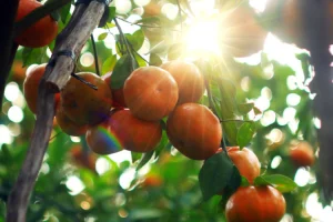 Tết về Đồng Tháp nhớ thăm vườn Quýt hồng Lai Vung